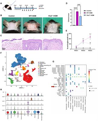 The role of PAR2 in regulating MIF release in house dust mite-induced atopic dermatitis